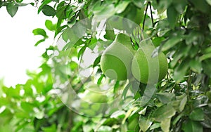 Green shaddock fruit