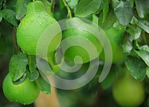 Green shaddock fruit