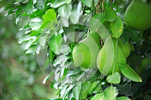 Green shaddock fruit