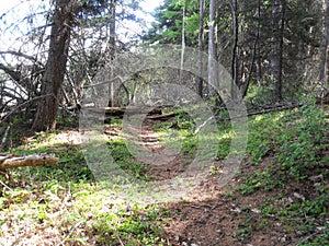 Green, shaded trail. Ashley Lake, Kalispell, MT