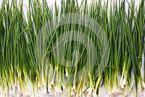 Green Shallot