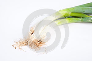 Green Shallot