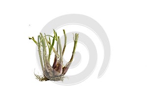 Green Shallot