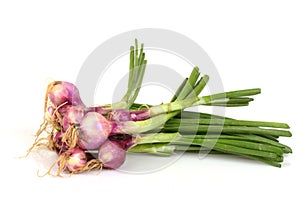 Green Shallot vegetable.