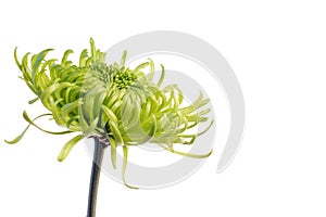 Verde trifoglio crisantemo 
