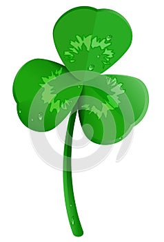 Green shamrock clover leaf with dew drops. Lucky trefoil symbol of St. Patrick`s Day