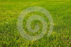 Green sheared groomed lawn, texture of a green grass. Abstract natural background with selective focus. Green grass lawn