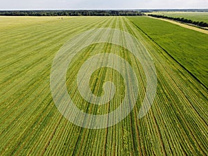 green sheared summer field aerial photo