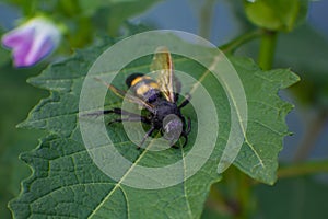 On the green sheet is a huge black wasp.