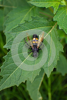 On the green sheet is a huge black wasp.