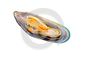 Green Shell Mussel