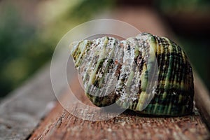 Green Shell in an old fence. Macro.