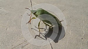 Green shield beetle walking and cleaning its sting