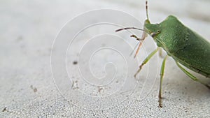 Green shield beetle walking and cleaning its sting on a white table