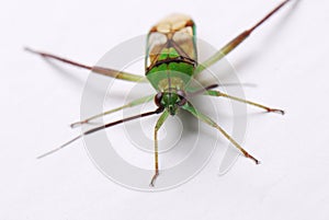 Green Shield Bug