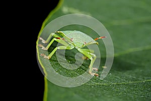 Green shield bug
