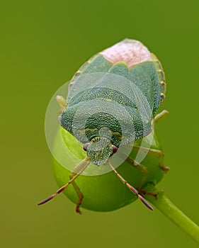 Green shield bug