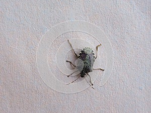 green shield bug animal of class Insecta (insects photo
