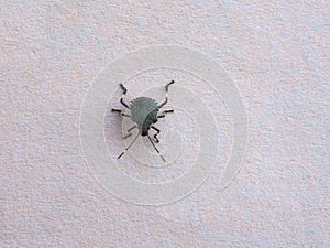 green shield bug animal of class Insecta (insects photo