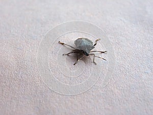 green shield bug animal of class Insecta (insects photo