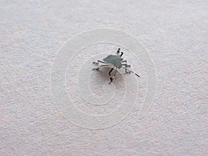 green shield bug animal of class Insecta (insects photo