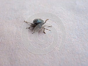 green shield bug animal of class Insecta (insects photo