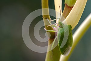 Green Shield Bug on a branch