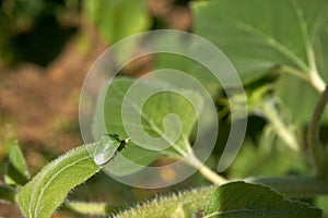 Green shield bug catch on leaf