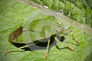 Green Shield Bug on green leaf