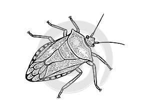 Green shield bug insect sketch engraving vector