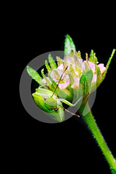 Green shield bug on little flower