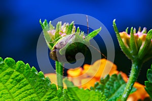 Green shield bug on little flower