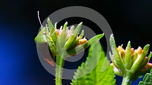 Green shield bug on little flower