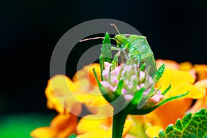 Green shield bug on little flower