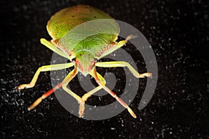 Green shield bug macro
