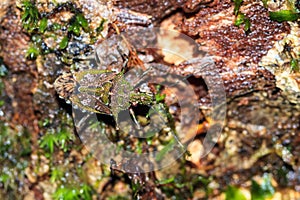 Green shield bug Masoala photo