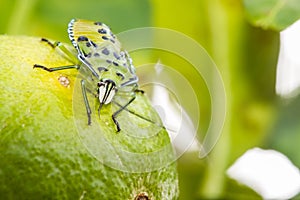Green Shield Bug on nature background
