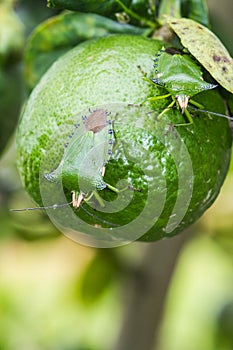 Green Shield Bug on nature background