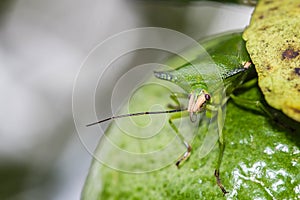 Green Shield Bug on nature background