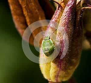 Green Shield Bug Nymph