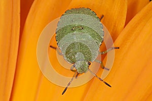 Green shield bug nymph