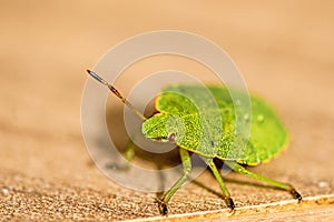 Green shield bug, nymph