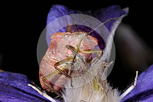 Green shield bug, palomena prasina