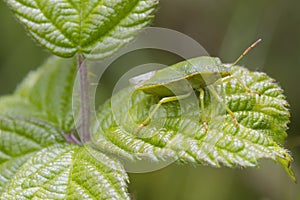 Green Shield bug (Palomena prasina)