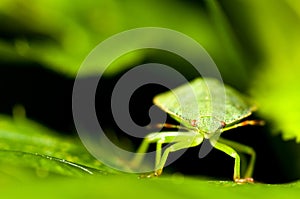 Green shield bug. Palomena prasina