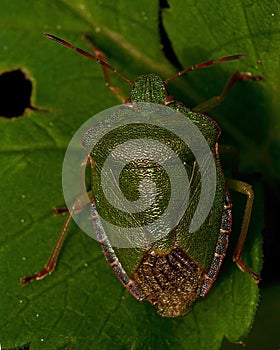 Green Shield Bug Palomena prasina