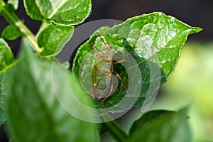 The green shield bug