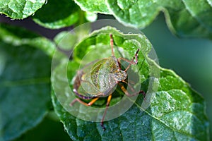 The green shield bug