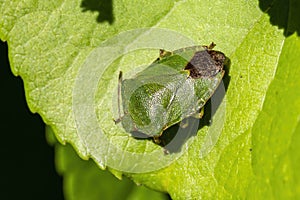 Green Shield Bug Palomena prasina photo