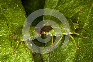 Green Shield Bugs Palomena prasina mating photo
